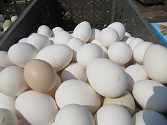 White eggs in a crate